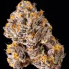 Wizard Trees The Keeper