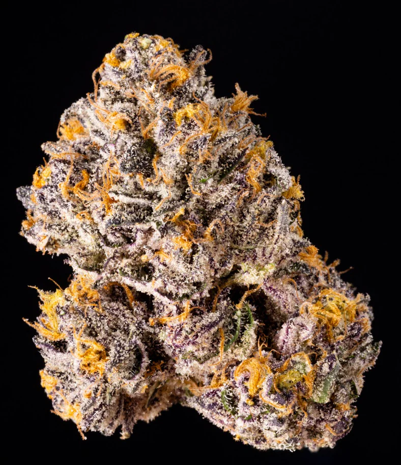 Wizard Trees The Keeper