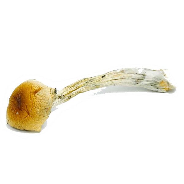 Costa Rican Magic Mushrooms