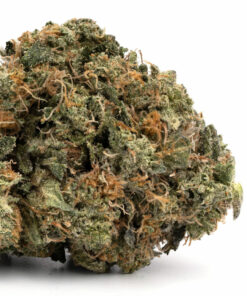 Jack Herer Weed