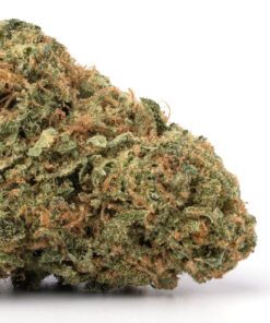 Devil's Lettuce Weed
