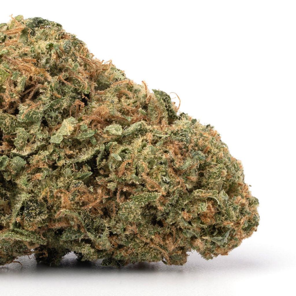 Devil's Lettuce Weed