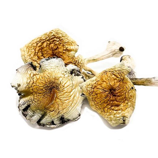 Alacabenzi paddenstoelen kopen | Magische paddenstoelen