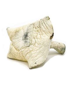 Koop Albino Penis Envy | Magische paddenstoelen