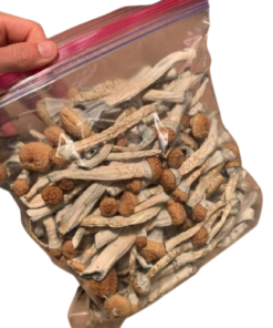 Liberty Caps Mushrooms | Magic Mushrooms