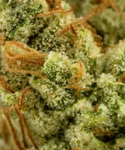 Dogwalker OG Weed