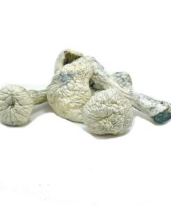 Koop Albino Penis Envy | Magische paddenstoelen